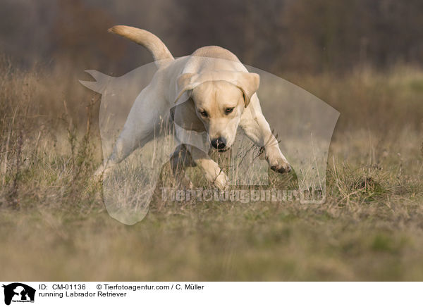 rennender Labrador Retriever / running Labrador Retriever / CM-01136