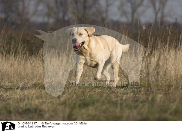 rennender Labrador Retriever / running Labrador Retriever / CM-01137