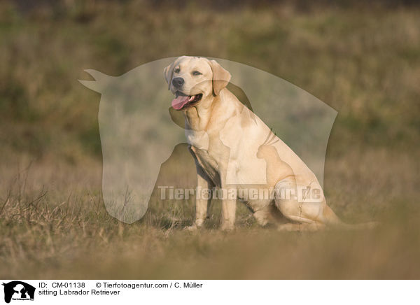 sitzender Labrador Retriever / sitting Labrador Retriever / CM-01138