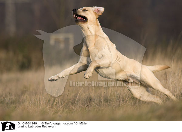 rennender Labrador Retriever / running Labrador Retriever / CM-01140