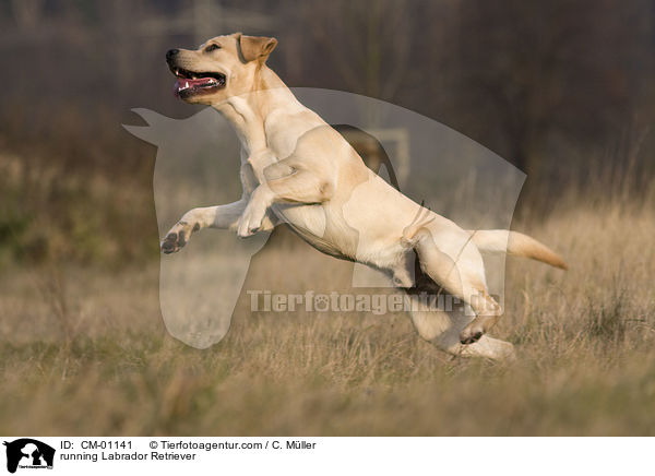 rennender Labrador Retriever / running Labrador Retriever / CM-01141