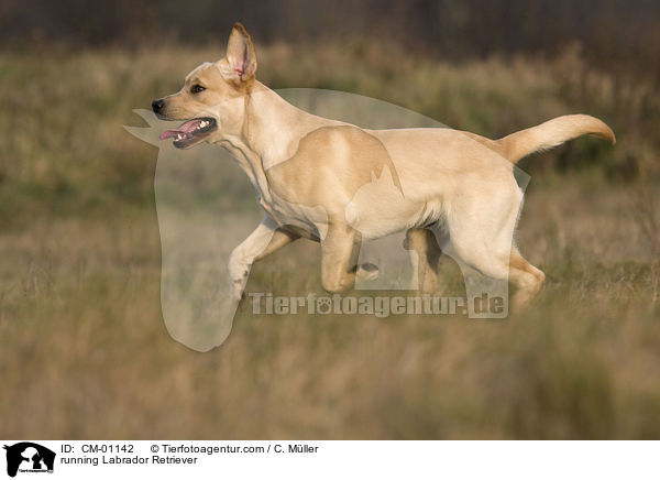 rennender Labrador Retriever / running Labrador Retriever / CM-01142