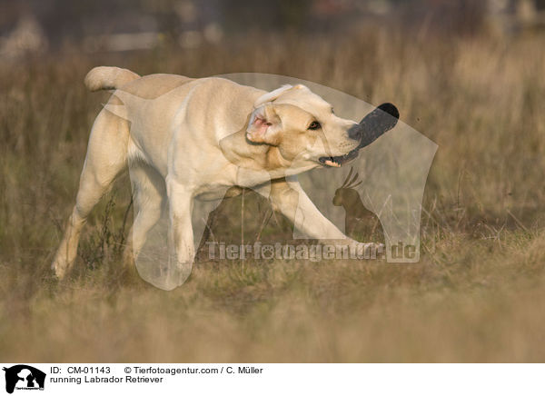 rennender Labrador Retriever / running Labrador Retriever / CM-01143
