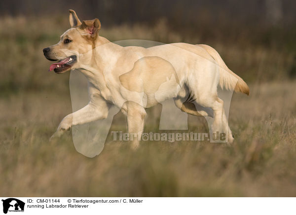 rennender Labrador Retriever / running Labrador Retriever / CM-01144