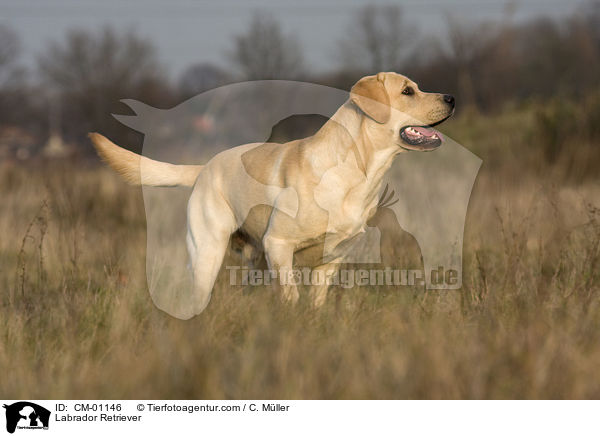 Labrador Retriever / Labrador Retriever / CM-01146