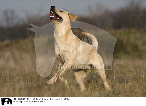 rennender Labrador Retriever / running Labrador Retriever / CM-01147