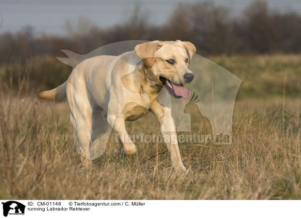 rennender Labrador Retriever / running Labrador Retriever / CM-01148