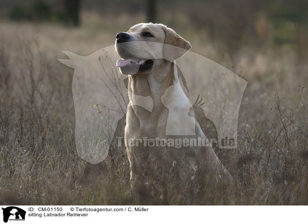 sitzender Labrador Retriever / sitting Labrador Retriever / CM-01150