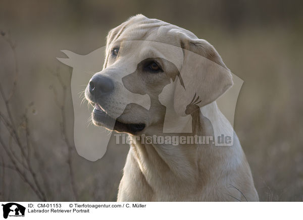 Labrador Retriever Portrait / Labrador Retriever Portrait / CM-01153