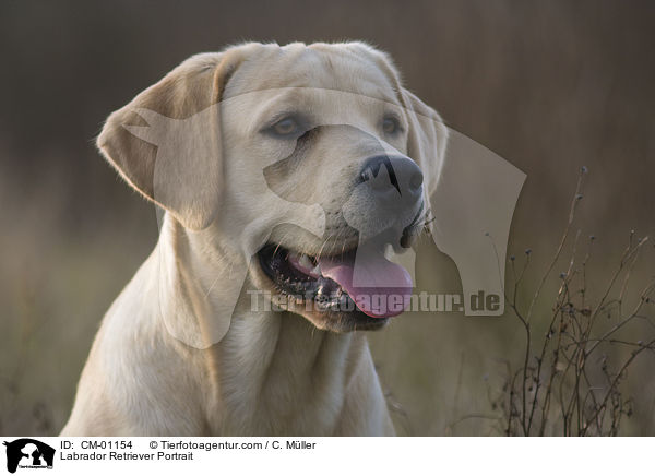 Labrador Retriever Portrait / Labrador Retriever Portrait / CM-01154