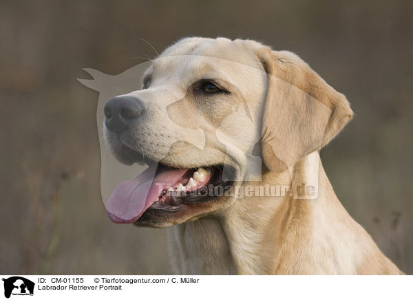 Labrador Retriever Portrait / Labrador Retriever Portrait / CM-01155