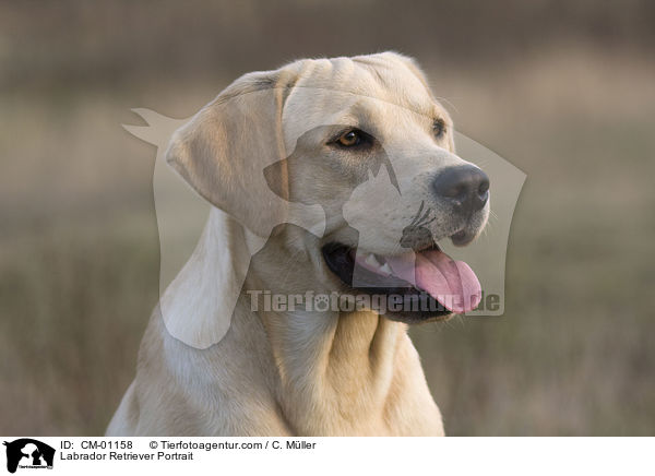 Labrador Retriever Portrait / Labrador Retriever Portrait / CM-01158