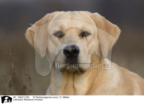 Labrador Retriever Portrait / Labrador Retriever Portrait / CM-01160