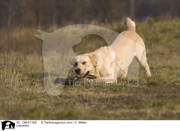 Labrador / Labrador / CM-01169