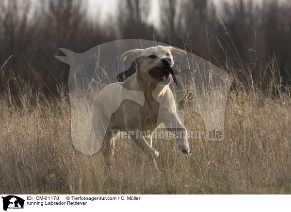 rennender Labrador Retriever / running Labrador Retriever / CM-01178