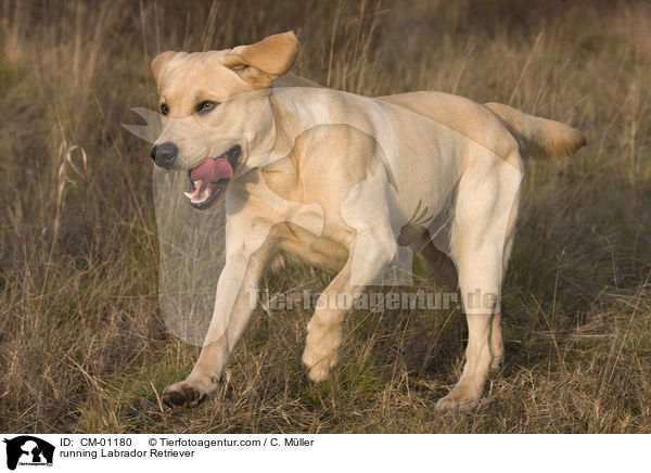 rennender Labrador Retriever / running Labrador Retriever / CM-01180