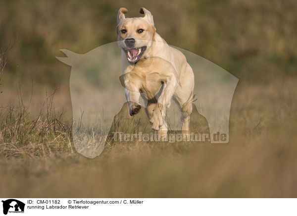 rennender Labrador Retriever / running Labrador Retriever / CM-01182