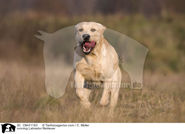 rennender Labrador Retriever / running Labrador Retriever / CM-01183