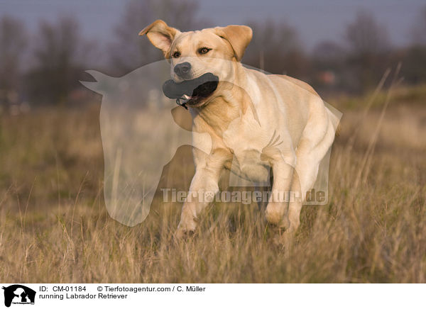 rennender Labrador Retriever / running Labrador Retriever / CM-01184