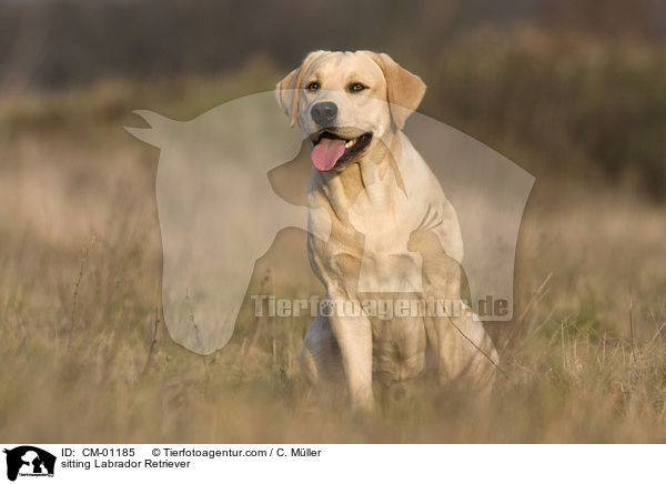 sitzender Labrador Retriever / sitting Labrador Retriever / CM-01185