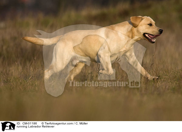 rennender Labrador Retriever / running Labrador Retriever / CM-01186