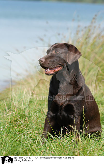 sitzender Labrador / sitting Labrador / MR-01417