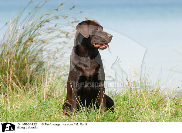 sitzender Labrador / sitting Labrador / MR-01422