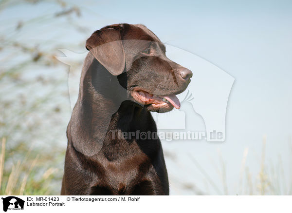 Labrador Portrait / Labrador Portrait / MR-01423