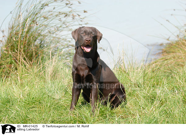 sitzender Labrador / sitting Labrador / MR-01425