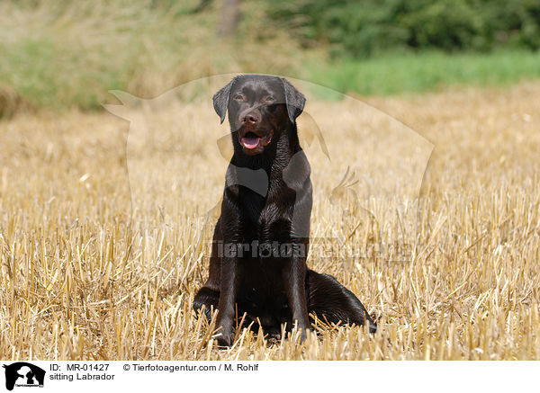sitzender Labrador / sitting Labrador / MR-01427