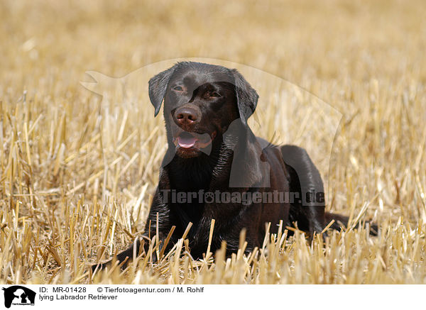 liegender Labrador Retriever / lying Labrador Retriever / MR-01428