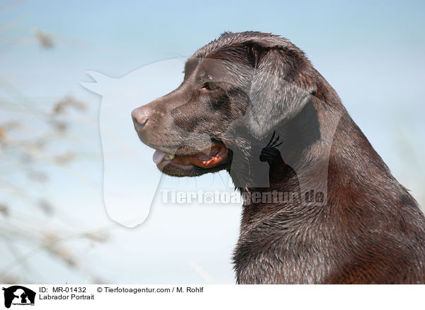 Labrador Portrait / Labrador Portrait / MR-01432