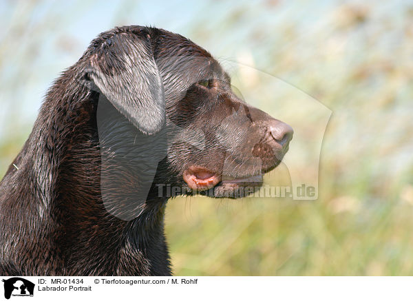 Labrador Portrait / Labrador Portrait / MR-01434