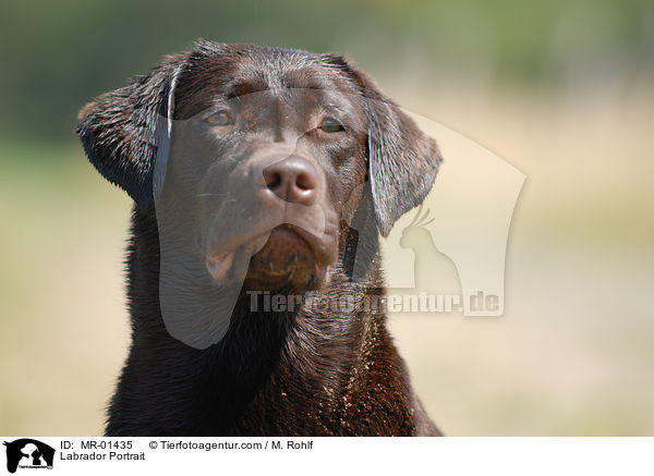 Labrador Portrait / Labrador Portrait / MR-01435