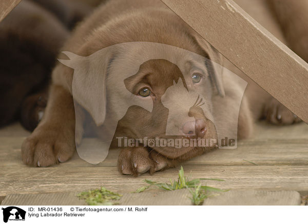 liegender Labrador Retriever / lying Labrador Retriever / MR-01436