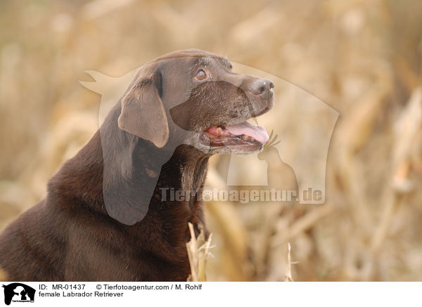 Labrador Retriever Hndin / female Labrador Retriever / MR-01437