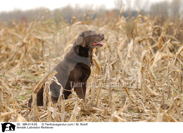 Labrador Retriever Hndin / female Labrador Retriever / MR-01438