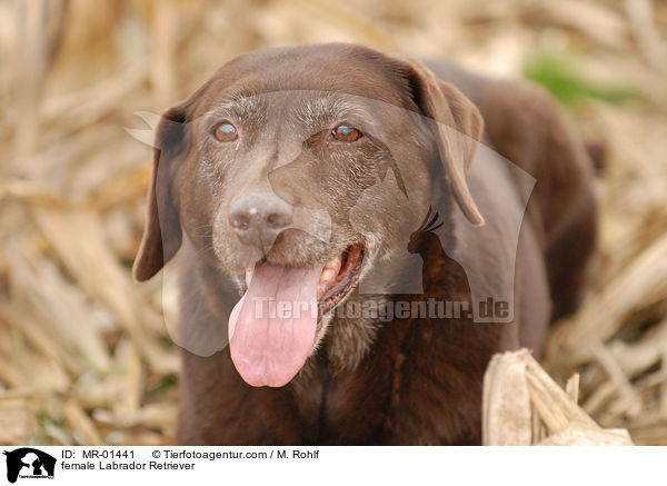 Labrador Retriever Hndin / female Labrador Retriever / MR-01441