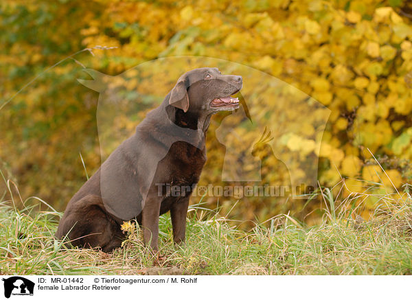 Labrador Retriever Hndin / female Labrador Retriever / MR-01442