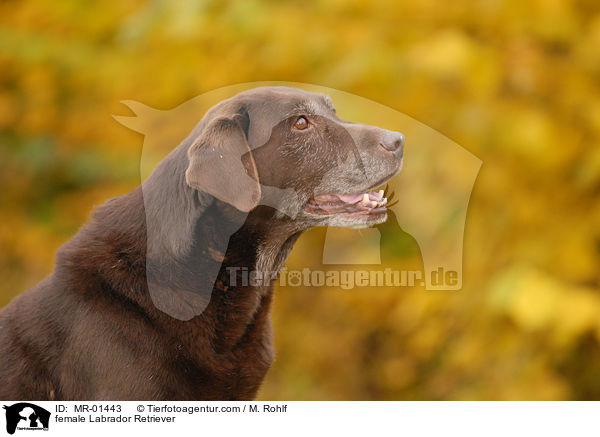 Labrador Retriever Hndin / female Labrador Retriever / MR-01443