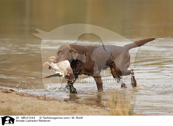 Labrador Retriever Hndin / female Labrador Retriever / MR-01444