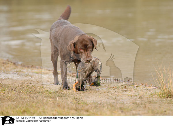 Labrador Retriever Hndin / female Labrador Retriever / MR-01446