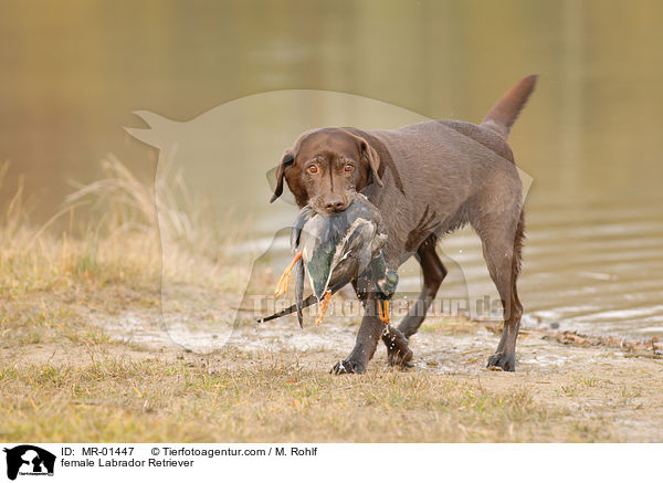 Labrador Retriever Hndin / female Labrador Retriever / MR-01447