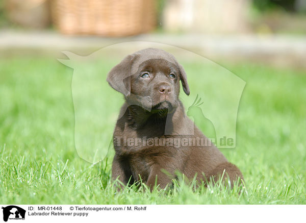 Labrador Retriever Welpe / Labrador Retriever puppy / MR-01448