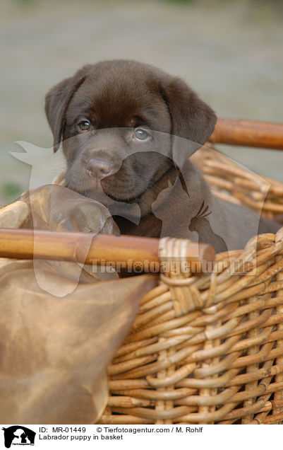 Labrador Welpe im Krbchen / Labrador puppy in basket / MR-01449