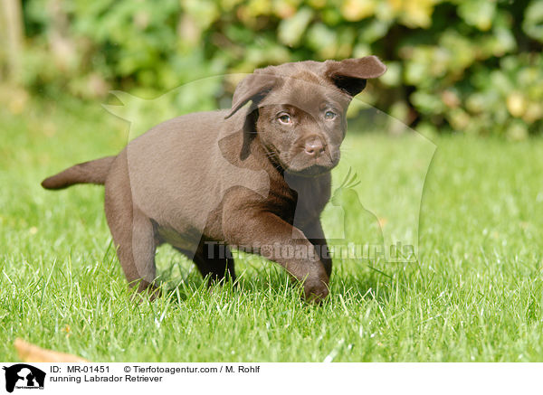 rennender Labrador Retriever / running Labrador Retriever / MR-01451