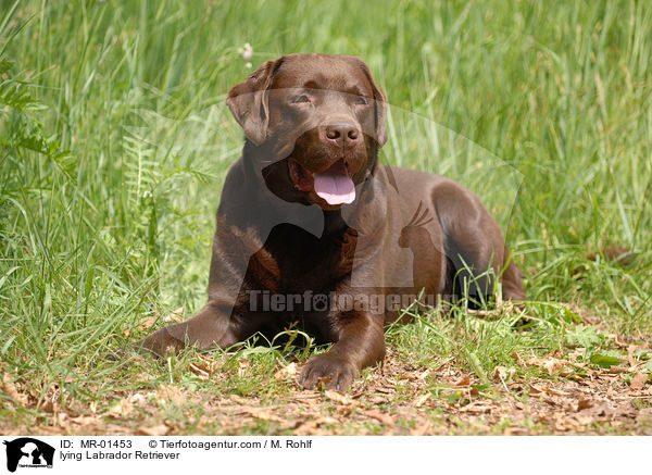 liegender Labrador Retriever / lying Labrador Retriever / MR-01453
