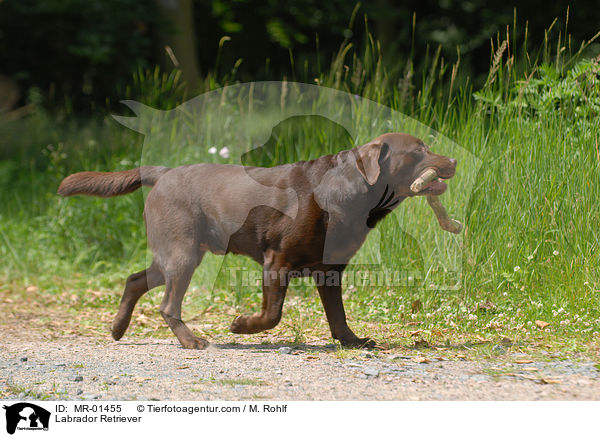 Labrador Retriever / Labrador Retriever / MR-01455