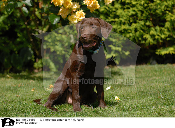 Labrador Retriever R�de / brown Labrador / MR-01457