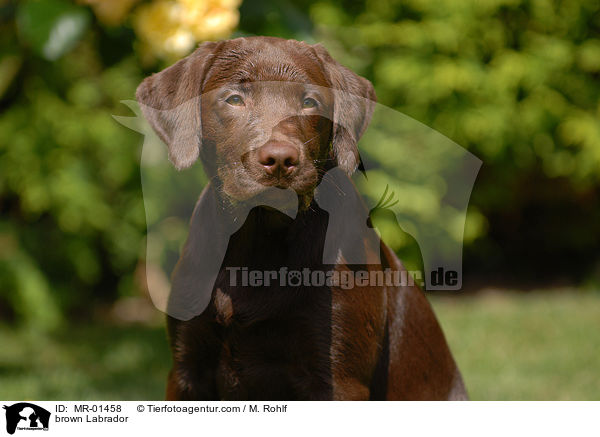 Labrador Retriever Rde / brown Labrador / MR-01458